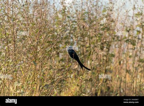 Black Finge bird bird in a forest bush Stock Photo - Alamy