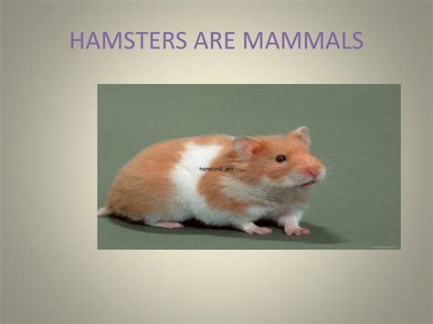 Ppt Hamsters Powerpoint Presentation Free Download Id2064881