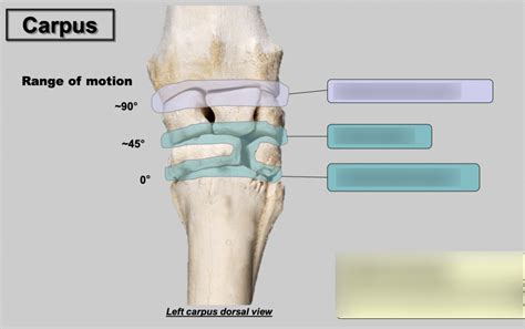 Equine Left Carpus Dorsal View Diagram Quizlet