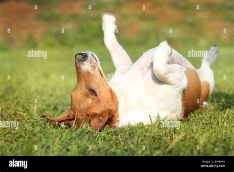 rolling jack russell terrier stock photo alamy