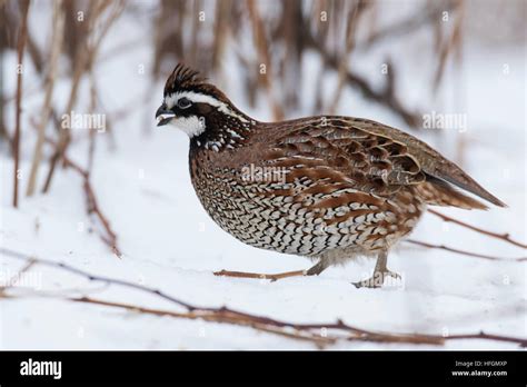 Male Bobwhite Quail Stock Photo Alamy