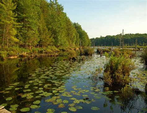 cranberry bog  greenwoods conservancy