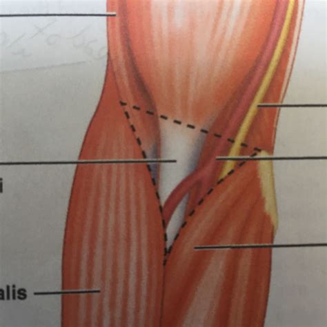 Deeper Structures Of The Cubital Fossa Diagram Quizlet