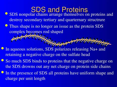 Theory Lec 6 SDS-PAGE by imran.ppt Gel Electrophoresis | PPT