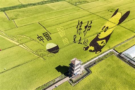 Paddy Field Paintings Celebrate Bumper Harvest In Jilin Chinadaily Cn