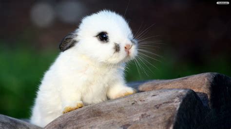 cute bunnies  wallpapers wallpaper cave