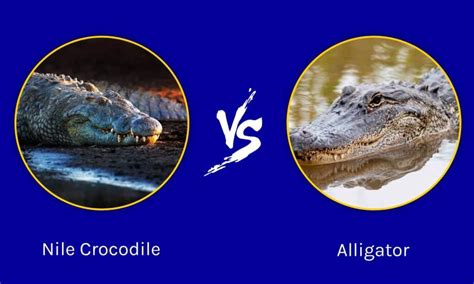 Alligator Vs Crocodile Physical Appearance Crocodile, 49% OFF