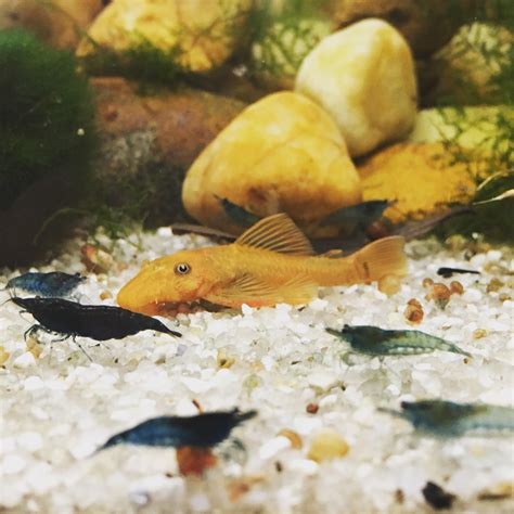 Xpost From Raquariums My Super Red Pleco Chilling With Some Blue