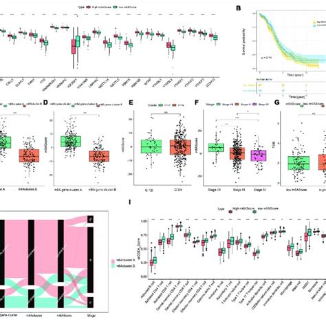 Significance Of The M A Score In Ovarian Cancer A Differential