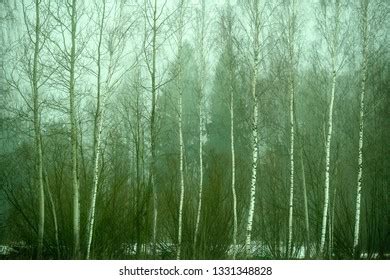 Naked Birch Trees Heavy Mist Countryside Stock Photo Shutterstock