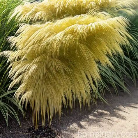 Japanese Forest Grass Hakonechloa Macra All Gold Hometuary