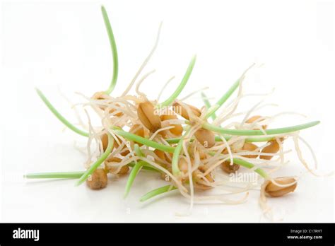 Wheat Sprouts On White Background Stock Photo Alamy