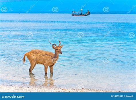 Deer In Ocean Stock Photo Image Of Wild Wildlife Outdoor 18133316