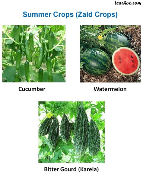 Rabi, Kharif and Zaid Crops - Explanation, Examples and Differences