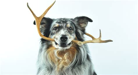 Everything Your Need To Know About Feeding Deer Antlers To Dogs