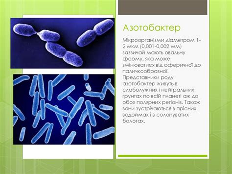 Корисні бактерії - презентация онлайн
