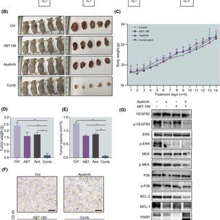 BALB C nude mice were injected subcutaneously with 2 10⁷ OCILy1 Download Scientific Diagram