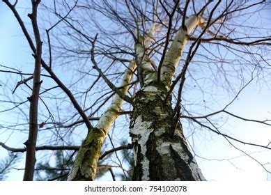 Naked Birch On Blue Sky Backgrounds Stock Photo Shutterstock