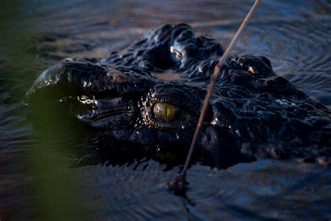 Okavango Delta - Safari Rim