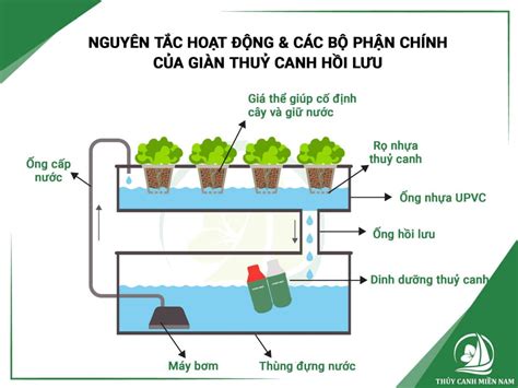 2 phương pháp trồng rau thủy canh tại nhà phổ biến nhất Thủy Canh