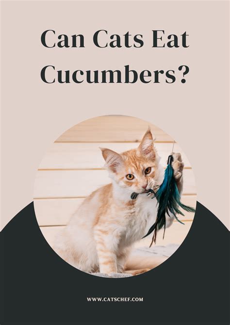 Can Cats Eat Cucumbers? Are These Veggies Safe For Your Pet?
