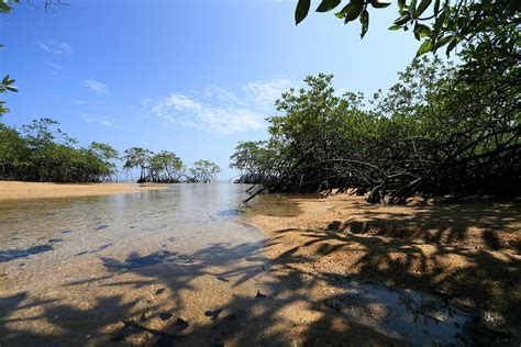 Mangrove forest in the tropical place 9585969 Stock Photo at Vecteezy