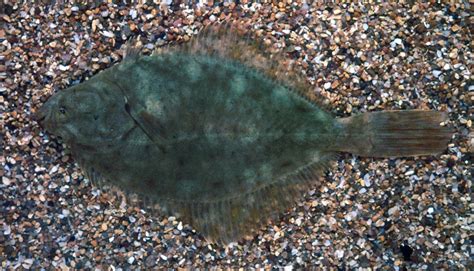 Types Of Flounder Fish