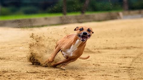Why Do Dogs Run Around Like Crazy Sometimes