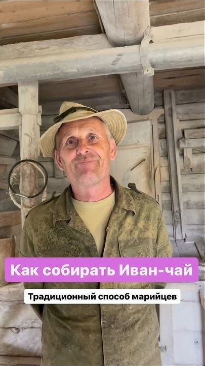 Иван-чай. Как собирают и сушат в Марий Эл #иванчай #марийэл # ...