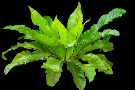 The Essential Guide To Growing A Healthy Bird S Nest Fern Garden And