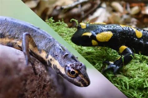 18 Must Know Salamander Facts About These Amphibians