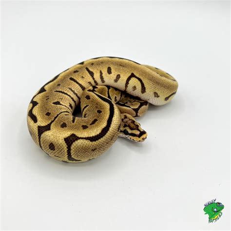 Albino Piebald Ball Python Baby To Big Baby Strictly Reptiles Inc