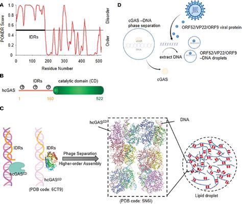 Cgas Dna Phase Separation Enhances Innate Immune Responses To Cytosolic