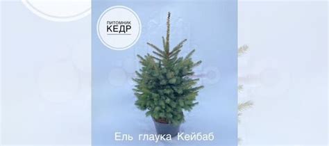 Ель Глаука Кейбаб в горшке на Новый год купить в Санкт-Петербурге ...