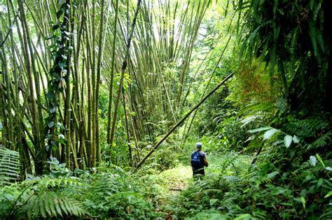 Mt St Catherine Grenada: An Adventurous Jungle Hike