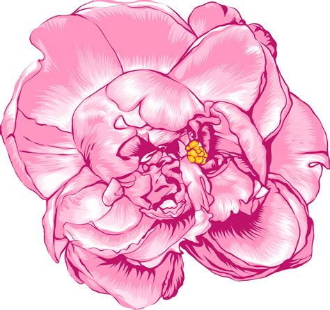 drawing of a peony 6