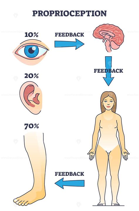 Proprioception or kinesthesia as body part sensory perception outline ...