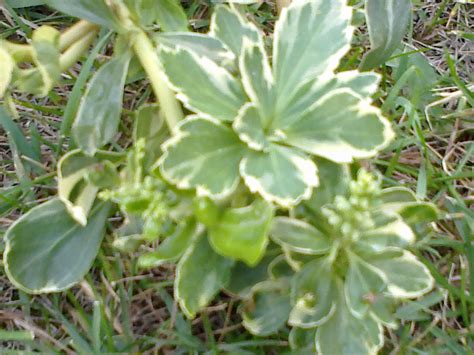 Пахизандра верхушечная Вариегата (64 фото) - фото - картинки и рисунки ...