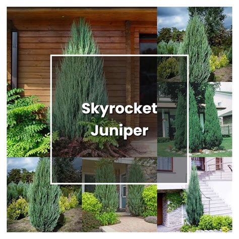 How To Grow Skyrocket Juniper Plant Care Tips Norwichgardener