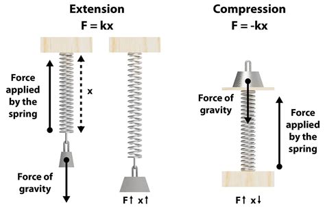 Hooke S Law It S No Stretch Kidizen Science