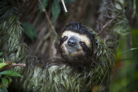 Sloth Deformities – A Genetic Study | The Sloth Conservation Foundation