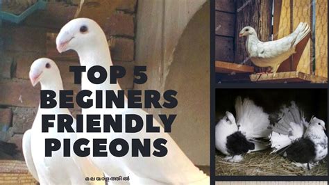 5 Varieties Of Pigeons For Beginners Youtube