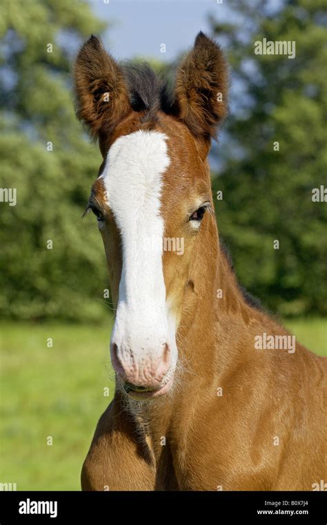 Shire horse foal - portrait Stock Photo - Alamy