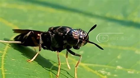 Lalat TENTARA HITAM Juga Di SEBUT Dengan LALAT PENGHASIL MAGOT Hewan