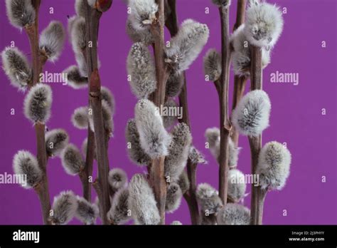 Expanded Buds On Pussy Willow Against Lilac Background Closeup Stock Photo Alamy