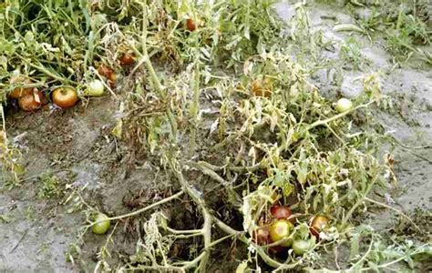 Marciume Del Colletto Del Pomodoro Danni E Prevenzione