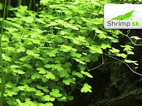 Akváriové rastliny