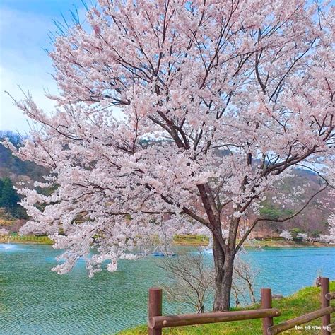 광주 근교 가볼만한곳 드라이브 나들이 추천 화순 동구리호수공원 벚꽃 철쭉 네이버 블로그