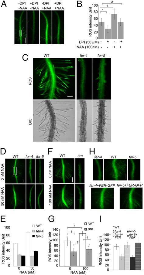 Feronia Receptor Like Kinase Regulates Rho Gtpase Signaling Of Root