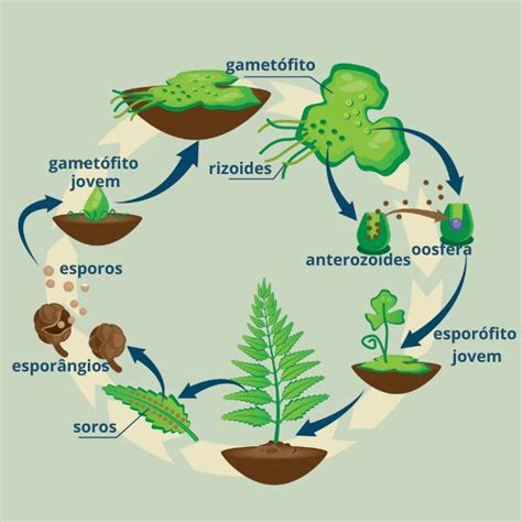 Pteridófitas Características Habitat E Reprodução